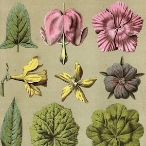 Op de afbeelding: Vintage botanische illustratie met verschillende bloemen en bladeren in groen, geel, roze en paars. De afbeelding bevat gedetailleerde afbeeldingen van verschillende plantensoorten, die hun unieke vormen en texturen laten zien. De achtergrond is lichtbeige.