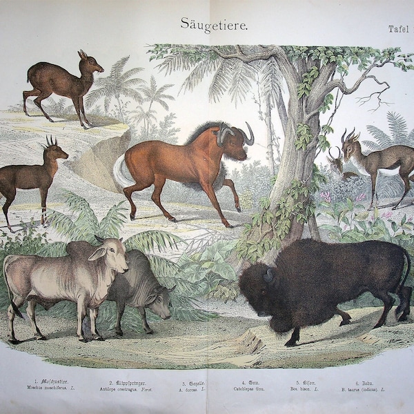1886 Antique Ungulates Litho incl. Musk Deer (Moschus moschiferus) - Old Colored Ungulates Print, Elaphant, Gazelle, Zebu, Bison, Antilope