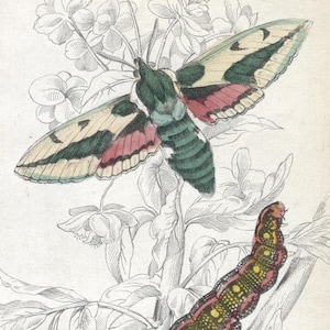 1876 Hand-Colored Engraving | British Moths by James Duncan | Spotted Elephant Hawk-Moth | Antique Entomology Art