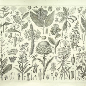 1849 Botanische Gravur | Johann Georg Hecks Bilder-Atlas | Antike Blumen- und Pflanzenstudie | Naturwissenschaftliche Kunst
