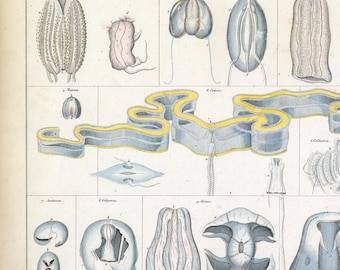 Antique Hand-Colored Engraving - Comb Jellies (Ctenophora): Mnemiopsis and Cestum by Lorenz Oken | Allgemeine Naturgeschichte, 1841