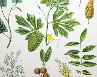 1915 Antique Botanical Lithography: Ipomoca reptans Poir, a Vital Indian Medicinal Plant | Explore Historic Flora in Historic Art
