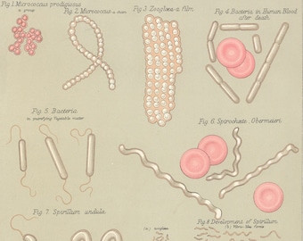 Historical Bacteria Illustration from 1883 | Microscopic View of Bacterial Life in a Vibrant Colored Lithograph | Botanical Atlas