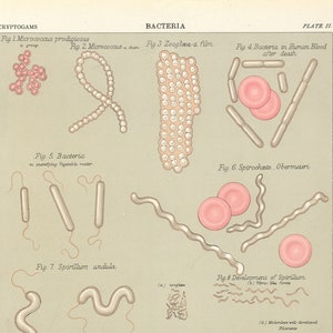 Può includere: Un'illustrazione scientifica vintage che rappresenta diversi tipi di batteri, tra cui Micrococcus prodigiosus, Zoogloea, Spirochaete Obermeieri e Spirillum undula. L'illustrazione è etichettata con i nomi di ciascun tipo di batterio e include un diagramma del ciclo di vita di Spirillum.