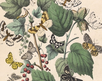 1883 | Antique Hand-Colored Lepidoptera Lithograph - Spotted Veil (Venilia maculata) - Two-spotted Moth (Bapta bimaculata) - Butterfly Print