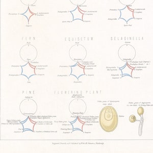 May include: A vintage educational chart illustrating the multiplication and reproduction of various plants, including Mucor, Ulothrix, Oedogonium, Chara, Marchantia, Moss, Fern, Equisetum, Selaginella, Pine, and Flowering Plant. The chart features detailed diagrams with labels and descriptions of the different stages of reproduction.