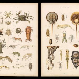 Grosser Handatlas Naturgeschichte 1885 - Gustav von Hayek | Rara litografia fronte-retro di Crostacei, Artropodi marini, Granchi a ferro di cavallo