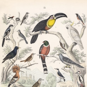 Druck von alten Vögeln – Antikes farbiges Litho von T.Bromme, 1865 – Gelbhaubenkakadu (Cacatua galerita), Riesentukan (Ramphastos toco)
