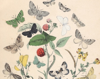 1883 | Antique Hand-Colored Butterflies Engraving - Scalloped Hazel (Odontopera bidentata) - nan (Hypoplecta aspersaria) - Butterfly Print