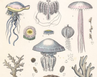 Alter Meereslebewesen-Druck – Antikes farbiges Litho von T.Bromme, 1865 – Federstern, Seescheide, Oktopus, Seespinne, Rote Koralle