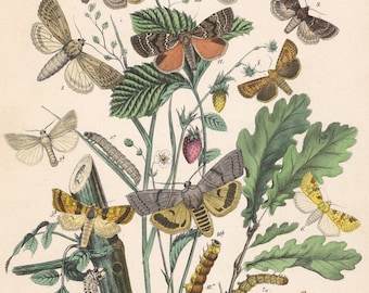 1883 | Antique Hand-Colored Lepidoptera Lithograph - Bulrush Wainscot (Nonagria typhae) - Reed Wainscot (Nonagria arundinis) - Antique Moths