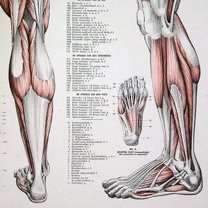 Antique Large Lithograph - Anatomical Study of Leg, Thigh, and Foot Muscles by L P Cruyff | Dutch Medical Illustration 1923