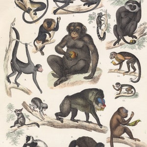 Puede incluir: Una ilustración vintage de 12 especies diferentes de monos, incluyendo un chimpancé, un babuino y un mono araña. Los monos se representan en varias poses, algunos sentados, algunos de pie y algunos columpiándose de las ramas. La ilustración está realizada con un estilo detallado y realista, con colores vibrantes y detalles intrincados.