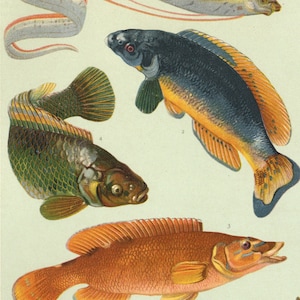 Può includere: Illustrazione vintage di varie specie di pesci, tra cui un Regalecus glesne allungato e un Gemeiner Lippfisch. L'opera presenta raffigurazioni dettagliate dei pesci con colori vivaci ed etichette scientifiche. Il numero di pagina è 13.