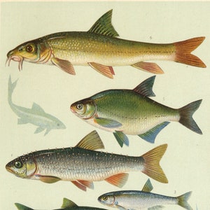 May include: An illustration of ten different types of fish, including a Squalius cephalus, Leuciscus rutilus, Alburnus lucidus, Chondrostoma nasus, Abramis brama, Barbus fluviatilis, Gobio fluviatilis, and Phoxinus laevis. The fish are depicted in a natural setting with green aquatic plants and rocks.