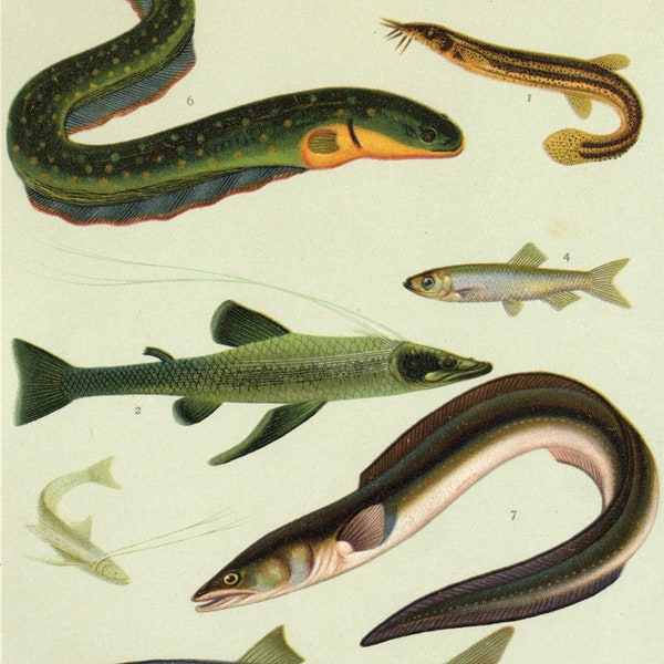 Approx. 1905 Deep Sea Engraving | Featuring Deep-sea lizardfish (Bathysaurus ferox), Spined loach (Cobitis taenia) | Historical Fish Print