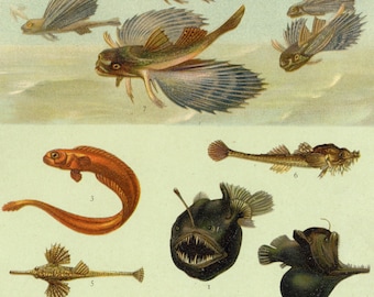 Approx. 1905 Old Marine Lithograph | Featuring Pogge (Agonus cataphractus), Red bandfish (Cepola macrophthalma) | Antique Fish Print