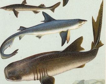 Ca. 1905 Antike Marine-Lithographie | Mit Dornhai (Squalus acanthias), Weißer Hai (Carcharodon carcharias) | Meeresleben-Druck