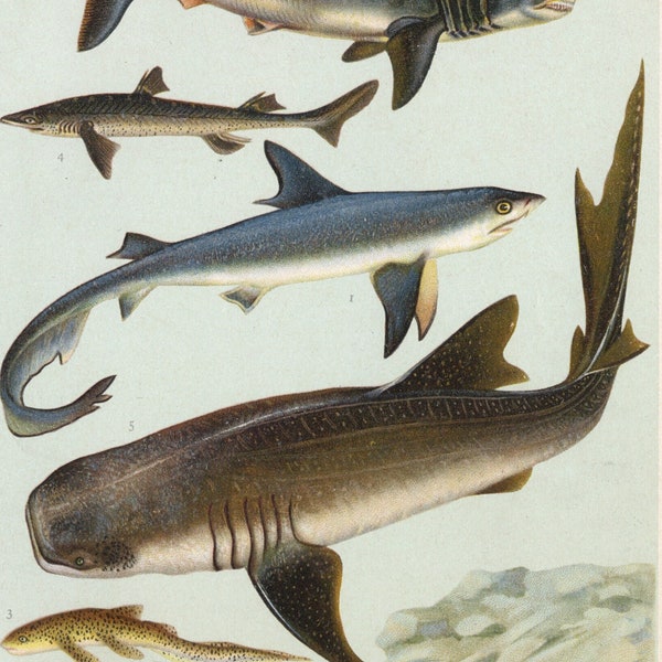 Environ. 1905 Lithographie marine antique | Avec l'aiguillat commun (Squalus acanthias), le grand requin blanc (Carcharodon carcharias) | Impression de la vie marine