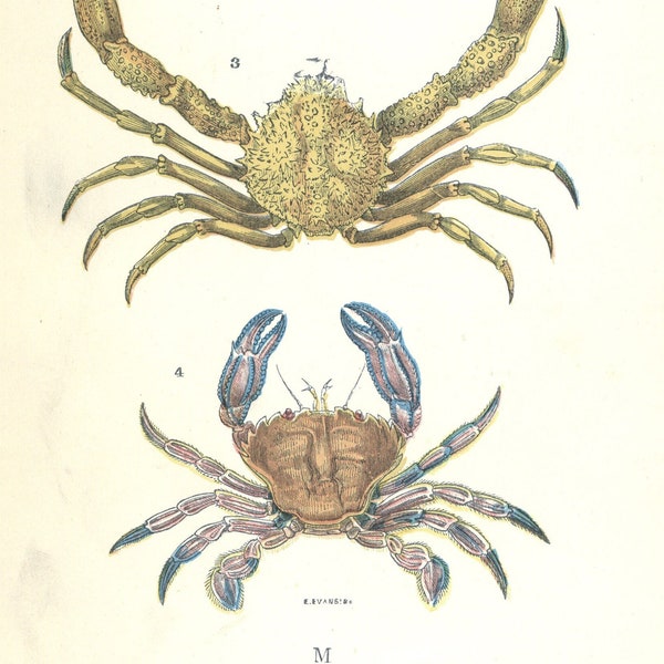 1905 Lithographie détaillée de G.B. Sowerby : crabe nageur en velours, crabe-araignée européenne, crevette annelée | Visualisation marine authentique | Crabes