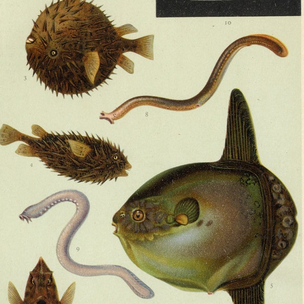 Ca. 1905 Detailed Lamprey Print | Depicting Sea lamprey (Petromyzon marinus), Porcupinefish (Diodon sp.) | Vintage Nautical Illustration