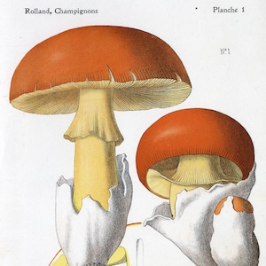 Può includere: Un'antica illustrazione botanica di funghi Amanita caesarea. L'immagine presenta disegni dettagliati dei funghi in varie fasi, con cappelli arancioni vivaci e gambi bianco crema. Il testo include "Rolland, Champignons" e "Planche 1".