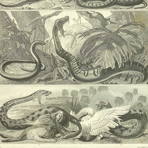 May include: A vintage black and white illustration of snakes in various poses. The top image shows a snake coiled around a branch. The middle image shows a snake coiled around a tree trunk. The bottom image shows a snake coiled around a bird.