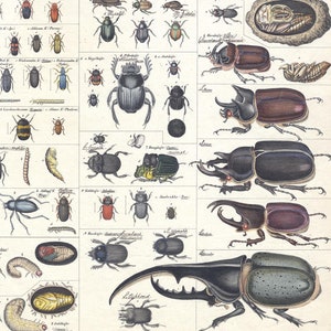May include: A vintage illustrated chart of beetles, with the title "Moderkäfer" in German. The chart features detailed drawings of various beetle species, including the stag beetle, rhinoceros beetle, and dung beetle. The chart is divided into sections, each with a number and a German name for the beetle species. The chart is printed on a white background with black text.
