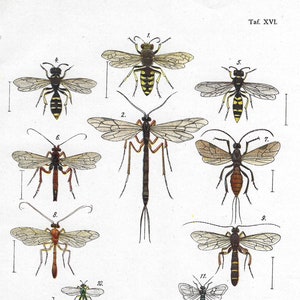 Puede incluir: Ilustración científica vintage de varias especies de avispas, incluyendo Wirbelwespe, Schlupfwespe y Sandknotenwespe. Los dibujos detallados muestran las alas, cuerpos y antenas de los insectos, con texto en alemán.