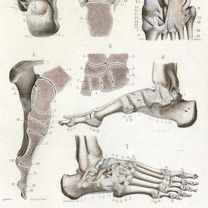 1877 Antique Hand-Colored Engraving – Human Foot and Ankle Anatomy: Bones, Ligaments, and Joints from Atlas d’Anatomie Descriptive | French