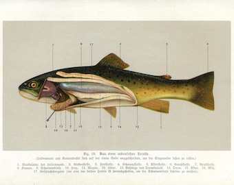 Approx. 1905 Detailed Anatomical Trout Print | Illustration of Rainbow Trout (Oncorhynchus mykiss) Internal Structure | Chromolitho Fish Art