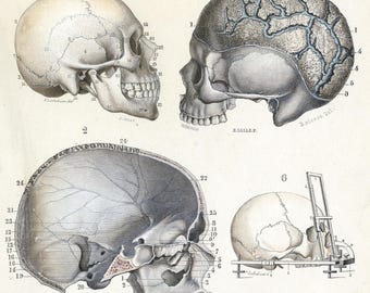 1877年アンティーク手彩色版画 - 「Atlas d'Anatomie Descriptive