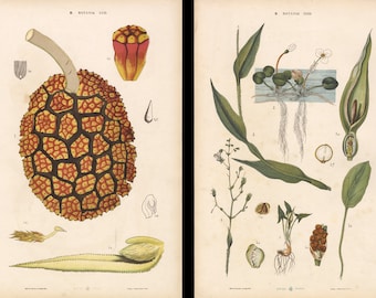 アイリス、1905年のアンティーク植物版画、野草、植物リトグラフ 