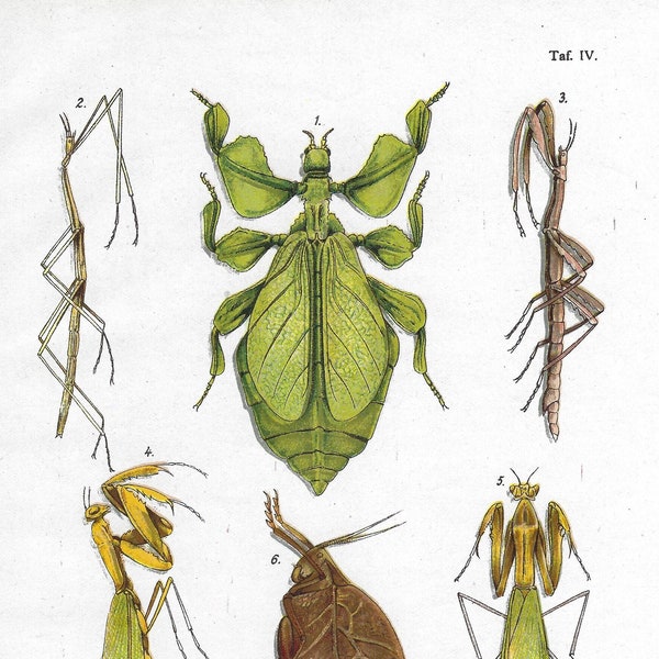 1923 Old Insect Print | Contains - Leaf Insect (Phyllium siccifolium), Stick Insects (Phylliidae) | Insect Litho | Insect Camouflage