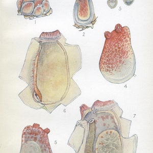 May include: A vintage illustration of seven different types of sea slugs. The illustration is in color and shows the internal anatomy of the slugs. The slugs are shown in various poses, including curled up, extended, and with their mouths open. The illustration is labeled with numbers 1 through 7.