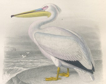 Cormorant and Pelican: Rare Antique 1880 Hand-Colored Engraving - Buffon&#39;s Galerie d&#39;histoire naturelle by Sainte Beuve - Pelican Print
