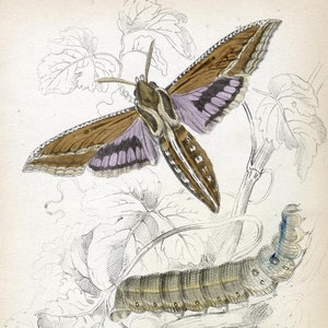 Op de afbeelding: Een vintage illustratie van een scherpgevleugelde pijlstaartvlinder met paarse en bruine vleugels, die op een wijnstok zit met groene bladeren en druiven. De rups van de vlinder is ook afgebeeld, met een bruin en geel lichaam.