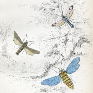 Op de afbeelding: Een vintage illustratie van drie motten met gedetailleerde vleugels. De motten zijn afgebeeld tegen een achtergrond van bladeren en bloemen. De motten zijn in verschillende tinten blauw, geel en bruin.