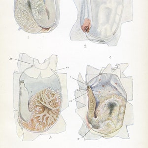 May include: A detailed anatomical illustration of a sea snail, showing the internal organs and shell. The illustration is labeled with anatomical terms, including "at", "en", "oc", "r", "rn", and "x".