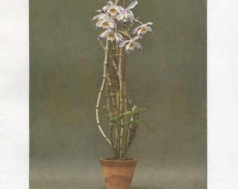 1915 Ward's Dendrobium Orchid - Dendrobium Wardianum Warner | Classic German Orchid Litho - Botanical Print - Antique Orchid Print