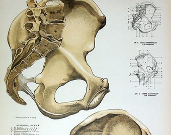Antique Large Lithograph - Anatomical Study of the Hip Bone and Pelvic Joint by L P Cruyff | Dutch Medical Illustration 1923