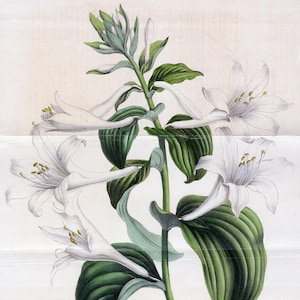 Louis van Houtte 1858 - Antik handkolorerad litografi av Funkia grandiflora Sieb | Vit Hostalilja | Flore des Serres