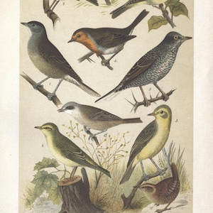 以下が含まれることがあります： 10種類の異なる鳥を描いたヴィンテージイラスト。鳥は枝に止まっている、飛んでいる、歌っているなど、さまざまなポーズで描かれています。イラストは、羽毛や模様を詳細に描いた写実的なスタイルで描かれています。鳥はすべて異なる色で、茶色、緑、青、黄色などがあります。