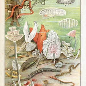 May include: An illustration of various marine invertebrates, including sea worms, sea cucumbers, and sea anemones. The illustration is labeled with numbers and includes the Roman numeral IX.
