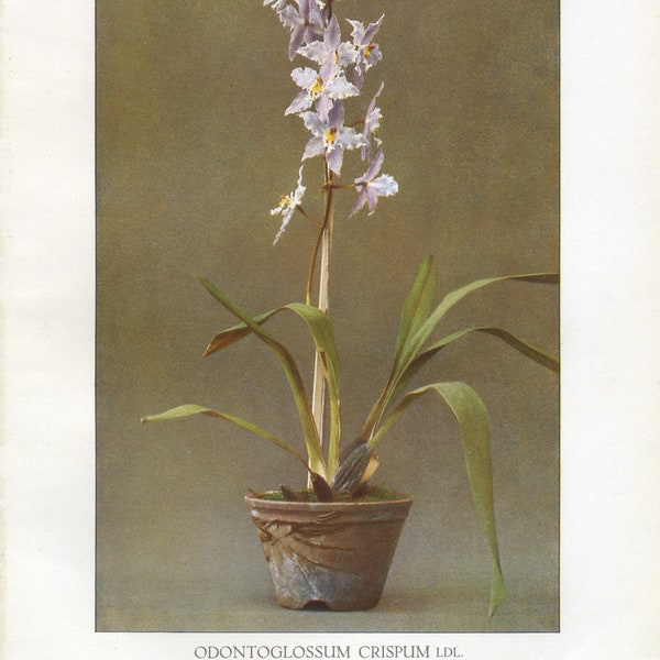 1915 Laelia Purpurata Orchidee - Laelia purpurata | Historischer deutscher Orchideen-Litho – klassischer botanischer Druck – antike Orchideenfotografie