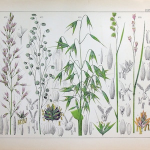 Könnte beinhalten: Eine botanische Illustration verschiedener Gräser, darunter Hafer, mit detaillierten Zeichnungen der Blüten, Samen und Blätter der Pflanzen. Die Illustration ist mit wissenschaftlichen Namen und Nummern beschriftet.