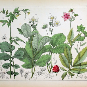 Puede incluir: Una ilustración botánica etiquetada como XXIV que muestra los especímenes numerados 107, 108, 109 y 110. La lámina presenta hojas verdes, flores blancas y rosas, una fresa roja y dibujos detallados en blanco y negro de partes de las plantas.