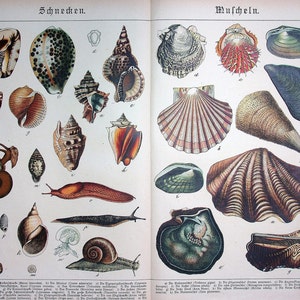 Op de afbeelding: Een vintage illustratie van verschillende schelpen en slakken. De afbeelding is verdeeld in twee secties, een met de naam "Schnecken" en de andere met "Muscheln." Elke schelp is gelabeld met een nummer en een Duitse naam. De afbeelding is gedrukt op een witte achtergrond.