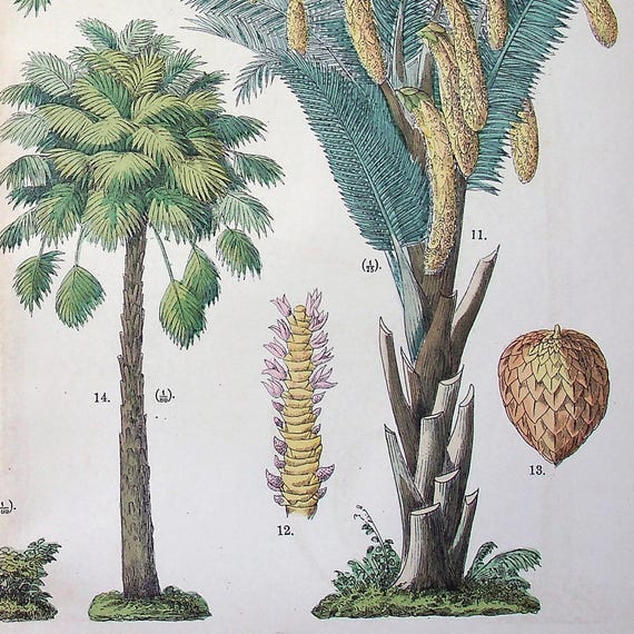 【大型本】FLOWER＆FRUIT PRINTS　ボタニカル Botanical Print 1885 - Fünfstück | Cocos Nucifera, Phoenix