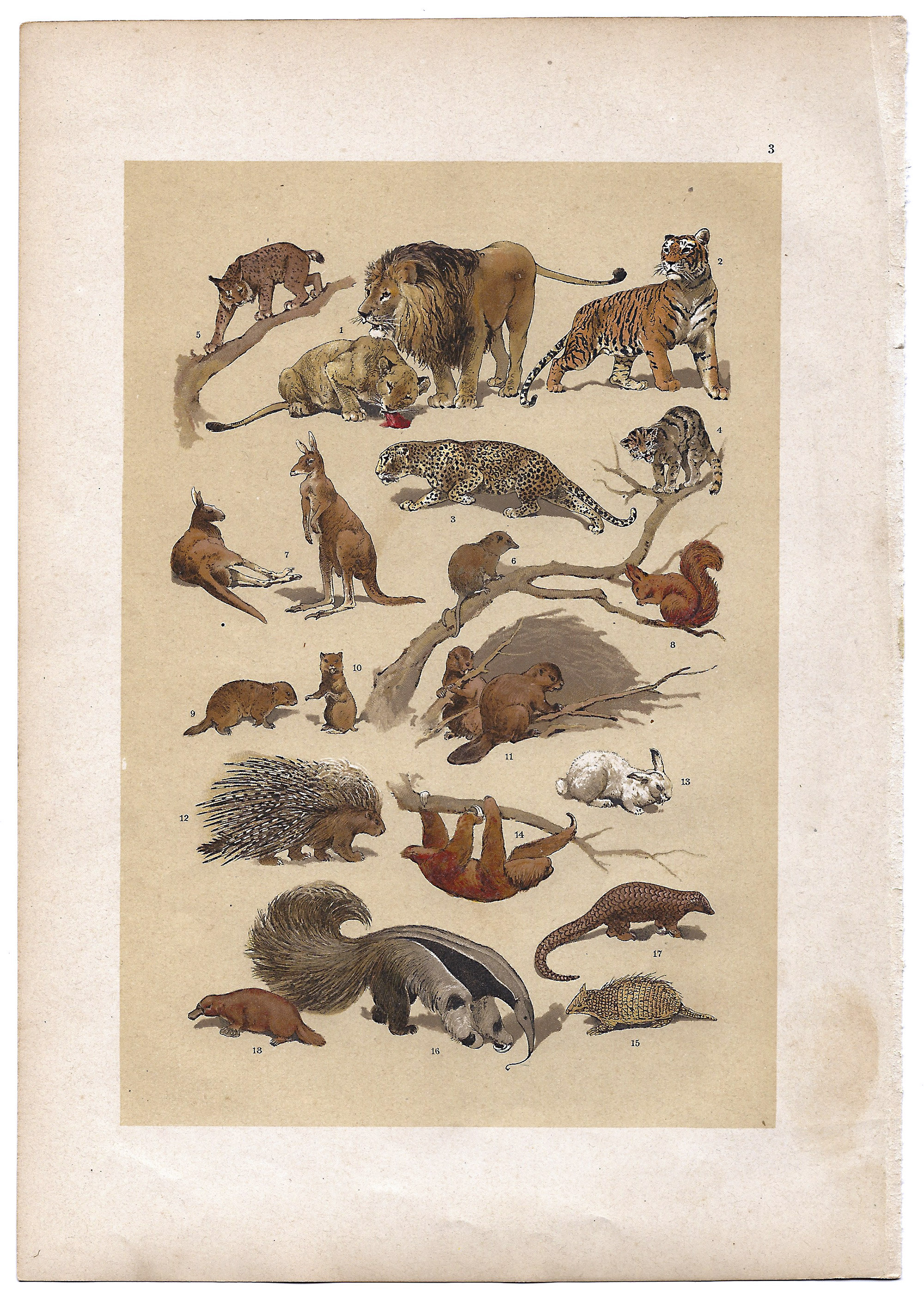 1895 Wagner's Natural History Lithograph | Exquisite Array of